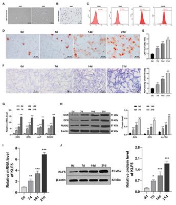 MiR-143-3p Inhibits Osteogenic Differentiation of Human Periodontal Ligament Cells by Targeting KLF5 and Inactivating the Wnt/β-Catenin Pathway